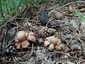 Hármas csillaggomba (Geastrum michelianum), Budai-hegység